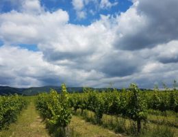 20180624 120151 scaledx338